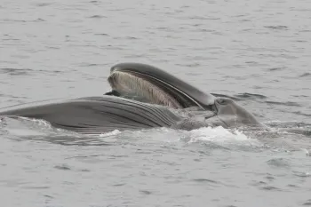 Fin whale