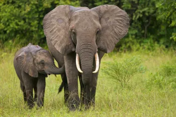 Elephant and calf