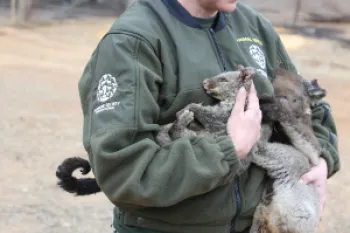 Australia fires animal rescue