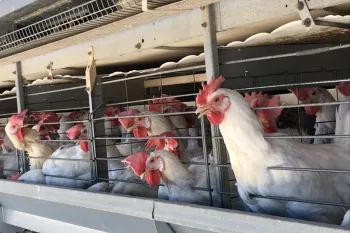Chickens spend their lives in tiny cages.