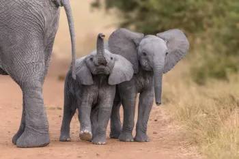 Baby elephants