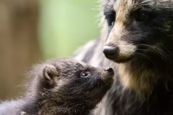 Raccoon dog and pup