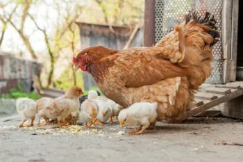 Chicken with chicks