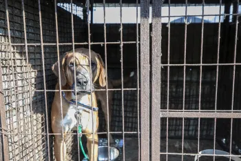 Dog on a dog meat farm