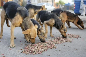 Perros