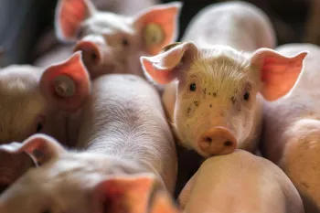 Pigs