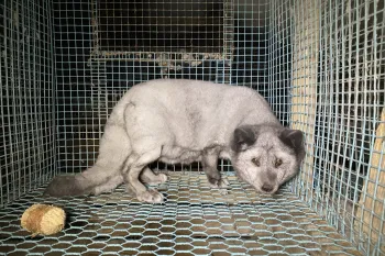 Fox on a fur farm