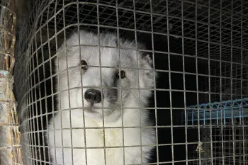 Fur farm