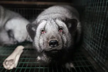 Fox on a fur farm