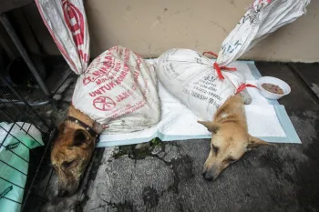 Dogs rescued from the dog meat trade in Indonesia.