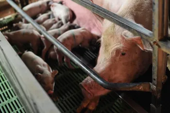 Pig farm in Italy
