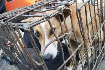 Dogs in cage at Langowan Market Indonesia