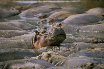Hippo