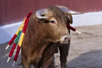bullfighting