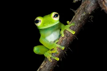Glass frog