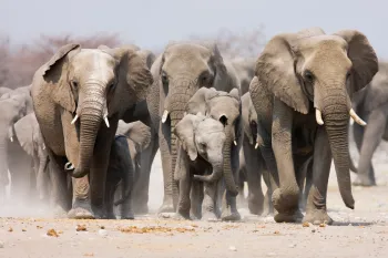 Herd of elephants