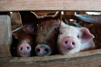 Pigs