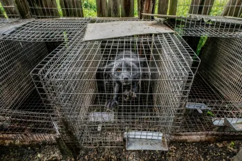 Mink on a fur farm