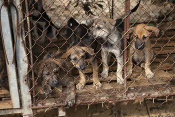 Dogs rescued from a dog meat facility in Viet Nam