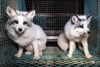 Two fox from a fur farm