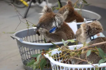 Three koalas rescued on Kangaroo Island sitting in laundry baskets eat eucalyptus branches and wait for assessment and treatment.