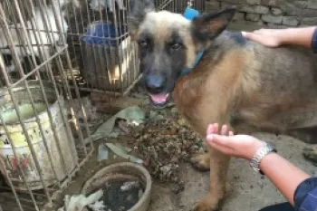 Dog rescued from the dog meat trade in China.