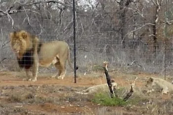 Captive lion   