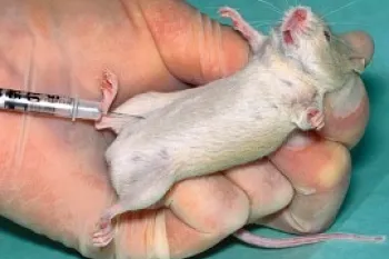 Mouse enduring pain.