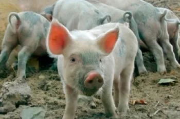Piglets