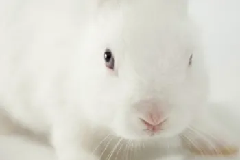 Rabbit  