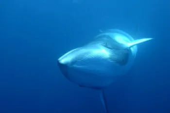 minke whale swimming