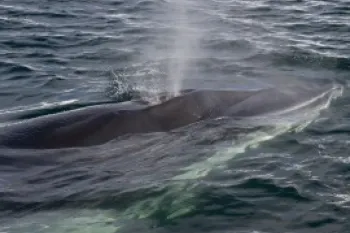 Minke whale