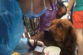 Dog rescued from the dog meat trade in China.