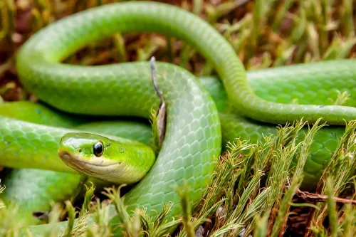 Why you shouldn't fear snakes | Humane World for Animals