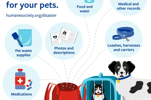 Pet Emergency Preparedness: Essential Tips to Keep Pets Safe