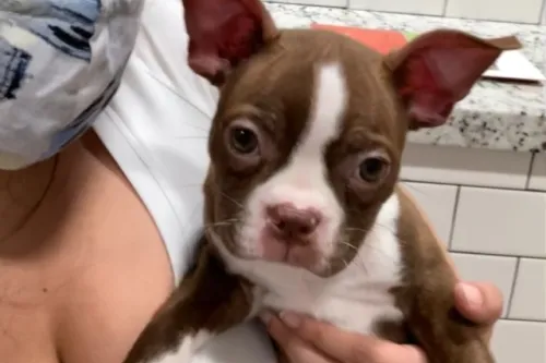 ⚠️puppy⚠️ Lawsuit seeks justice for family who purchased sick puppy from