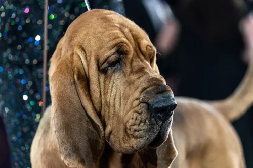 The Sad Reality Behind the 'Best in Show'