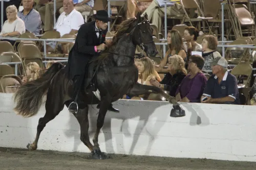 Nashville calls for an end to cruel horse soring | Humane World