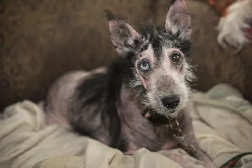 Breaking: Nearly 100 dogs, cats rescued from large-scale ...