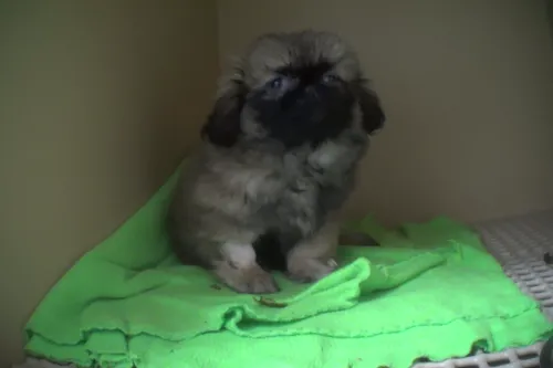 Can Shih Tzu Survive in Hot Weather: Essential Survival Tips