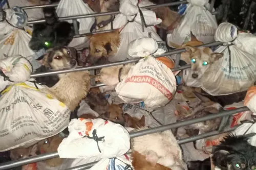 Puppy Meat: Shocking Truths and Cultural Controversies Revealed