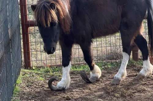 This was Spicy Jalapeño before rescuers brought him to Black