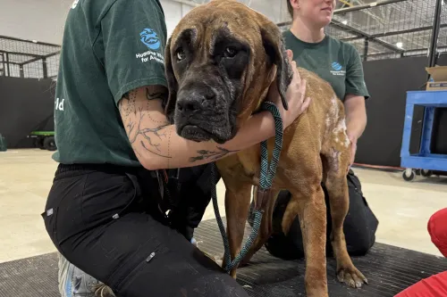 Seven Tosa dogs who survived a devastating wildfire at a dog meat