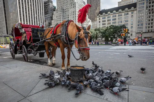 Will the NYC carriage horse era finally draw to a close ...
