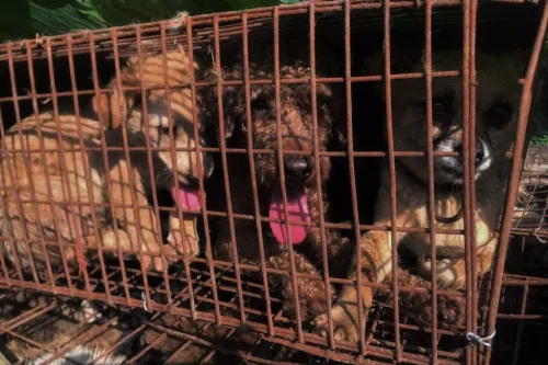 China s Ministry of Agriculture states that dogs are pets and not livestock in what campaigners hope could inspire cities to end brutal dog meat trade Humane World for Animals
