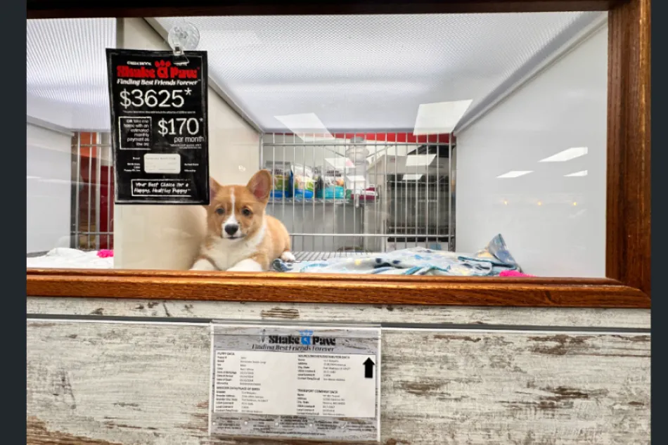 Puppy for sale at pet store. 