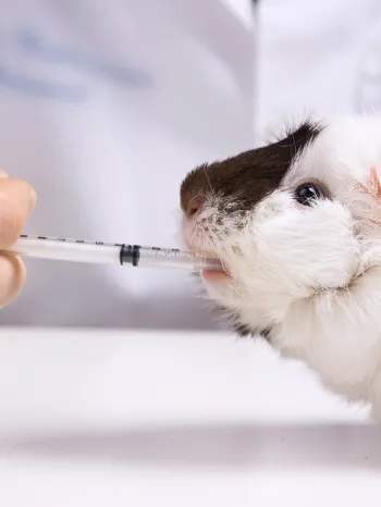 guinea pig animal testing