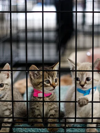 kittens in cage at emergency shelter in Joplin, Missouri after tornado