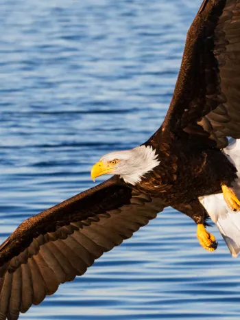 Eagle in flight over a body of water