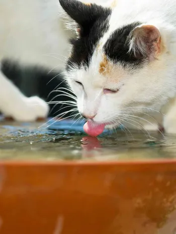 An outdoor cat samples the water from an outdoor fountain.